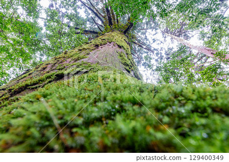 Yakushima Cedars in the Offshore Alps (January) - Beautiful moss shining through the cedar trees where gods reside 129400349