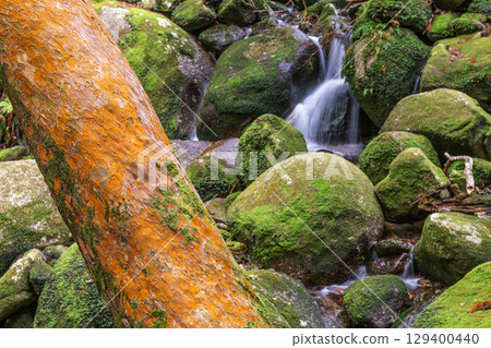 屋久島國立公園：姬原與神棲之谷（冬季） 129400440