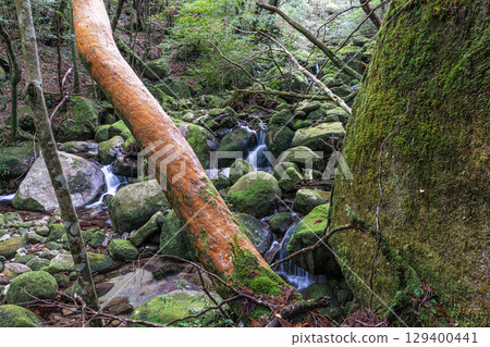 屋久島國立公園：姬原與神棲之谷（冬季） 129400441