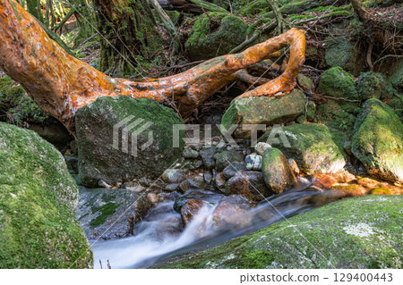 屋久島國立公園姬原和山谷（冬季） 129400443