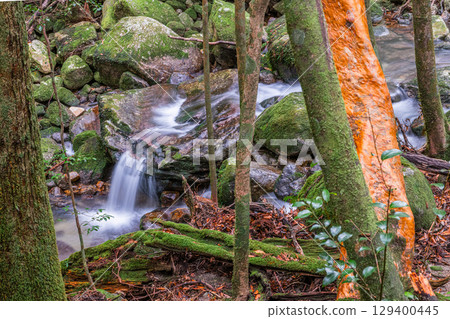 Yakushima National Park: Himeshara and the Valley Where God Dwells (Winter) 129400445
