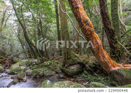 Yakushima National Park Himeshara and Valley (Winter) 129400446