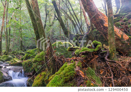 Yakushima National Park (January) Himeshara and mossy valleys 129400450