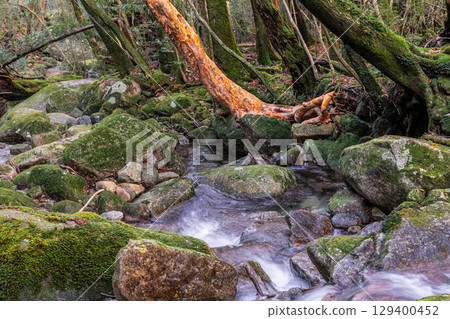 Yakushima National Park: Himeshara and the Valley Where God Dwells (Winter) Yakushima National Park: Himeshara and the Valley Where God Dwells (Winter) 129400452
