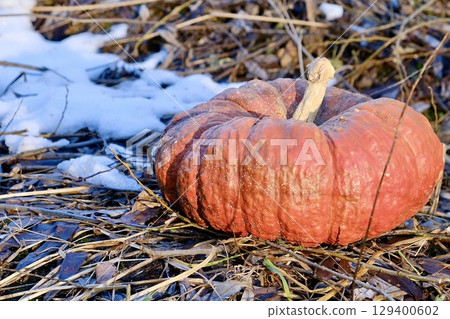 A large, slightly weathered orange pumpkin sits on a bed of grass and leaves, with patches of melting snow in the background. 129400602