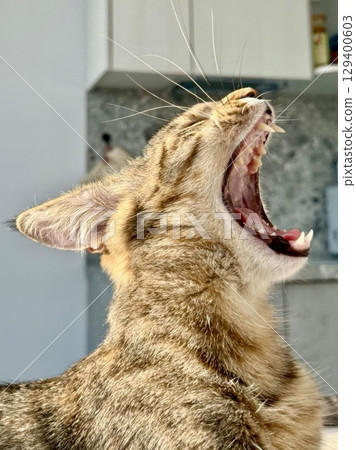 Close-up of a yawning domestic tabby cat in natural light. Close-up of a yawning domestic tabby cat in natural light. 129400603