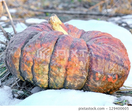 Rough old pumpkin lying on melting snow in late autumn field Rough old pumpkin lying on melting snow in late autumn field 129400605