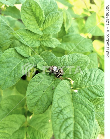 Close-up photo of Colorado beetles on potato plant foliage in natural light. Represents crop damage, agricultural pests, and organic farming threats. Close-up photo of Colorado beetles on potato plant foliage in natural light. Represents crop damage, agricultural pests, and organic farming threats. 129400606