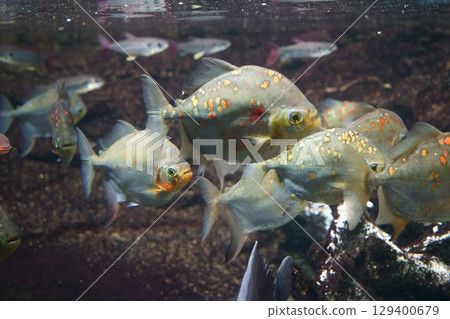 8134 Aquarium Piranha 8134 Aquarium Piranha 129400679