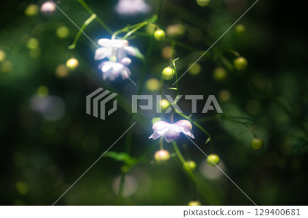 Forest fairy shrimp Forest fairy shrimp 129400681