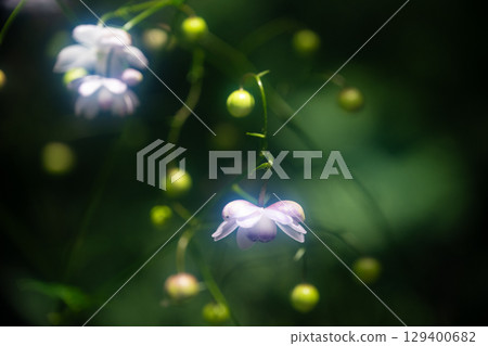 森林仙女蝦 森林仙女蝦 129400682