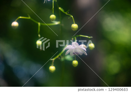 森林仙女蝦 森林仙女蝦 129400683