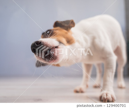 Jack Russell Terrier Dog Licking Glass.  129400701