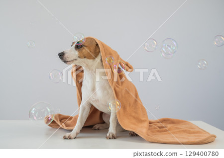 Jack Russell Terrier dog in a towel on a white background. Jack Russell Terrier dog in a towel on a white background. 129400780