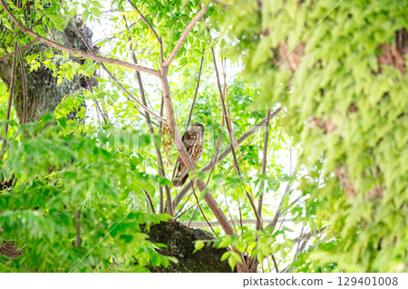 [Wild bird] A barn hawk owl watches from a tree branch 129401008