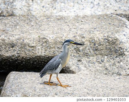 蒼鷺 129401033