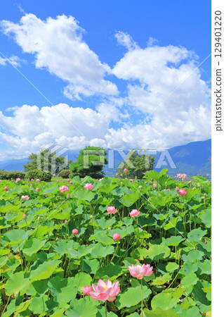 安曇野池田工藝公園的蓮花池 安曇野池田工藝公園的蓮花池 129401220