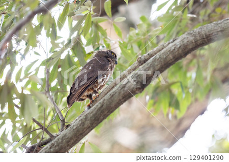 [野生鳥類] 一隻穀倉貓頭鷹在樹枝上看著 129401290