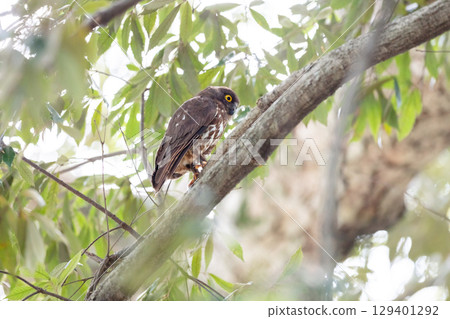 [野生鳥類] 一隻穀倉貓頭鷹在樹枝上看著 129401292