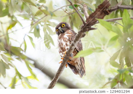 [Wild bird] A barn hawk owl watches from a tree branch 129401294