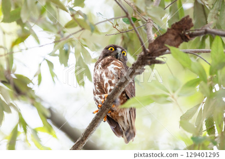 [Wild bird] A barn hawk owl watches from a tree branch 129401295