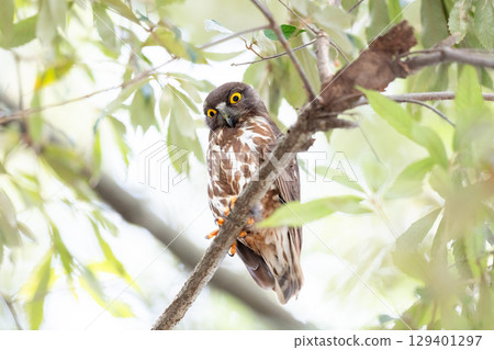 [Wild bird] A barn hawk owl watches from a tree branch 129401297