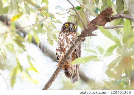 [野生鳥類] 一隻穀倉貓頭鷹在樹枝上看著 129401299