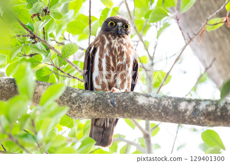 [Wild bird] A barn hawk owl watches from a tree branch 129401300