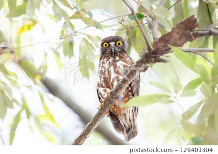 [Wild bird] A barn hawk owl watches from a tree branch 129401304
