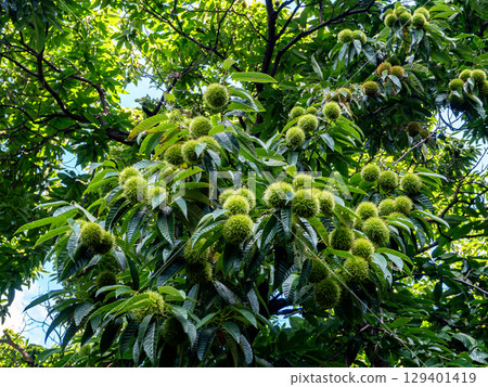 Chestnuts growing and bearing fruit 129401419