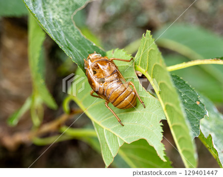 Cicadian shell Cicadian shell 129401447