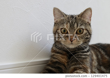 貓看著相機 129401475