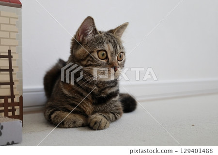 Cat with round eyes 129401488