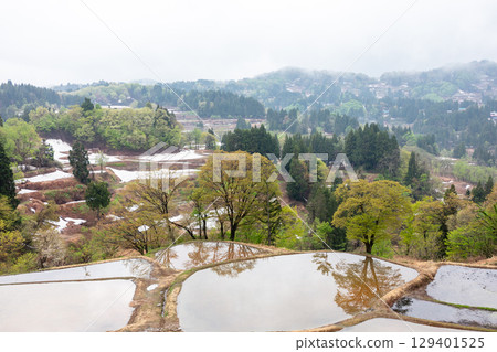 [Gimei Rice Terraces] Early morning snow melting on rice terraces 129401525