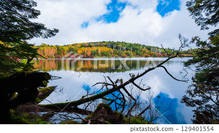 Shirakoma pond in autumn 129401554