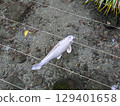 Scenery with a pond 129401658