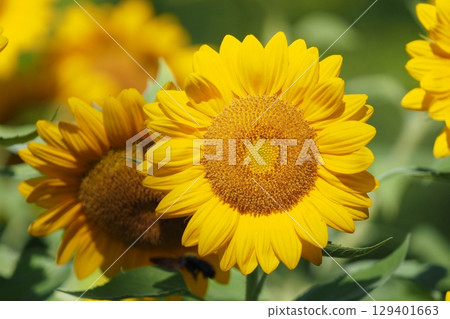 Sunflower flowers Sunflower flowers 129401663