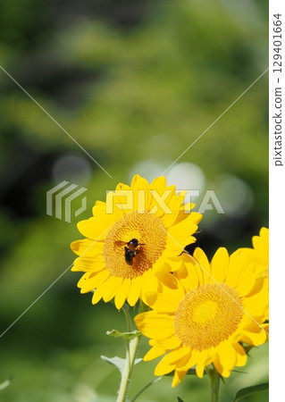 Sunflowers and bees 129401664