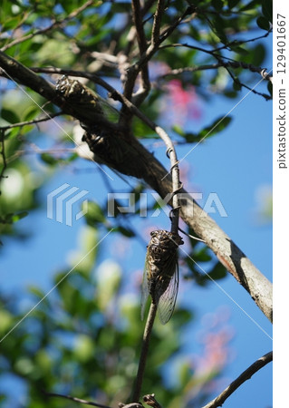 夏日清晨的蟬鳴 129401667