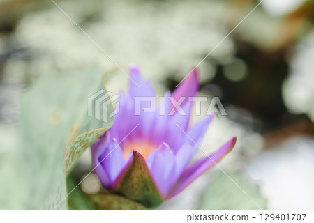 Lotus flower (Tropical water-lily) 129401707