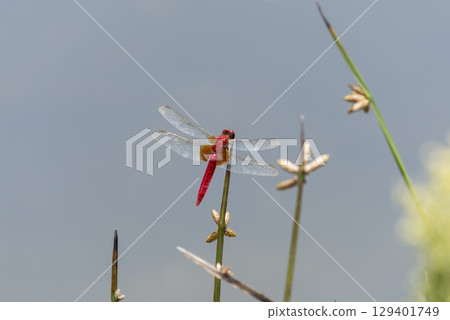 Red dragonfly Red dragonfly 129401749