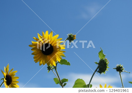 藍天和向日葵 129401961