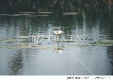 Lotus flower (Tropical water-lily) Lotus flower (Tropical water-lily) 129402306
