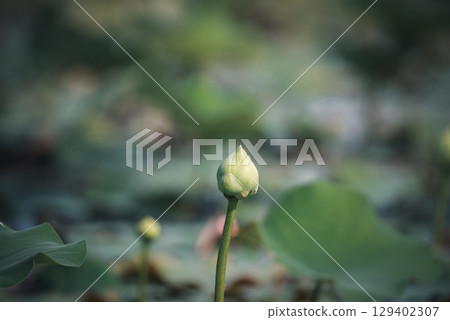 Lotus flower (Lotus or Nelumbo) 129402307