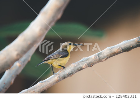 Bird (Olive-backed sunbird) on tree in nature wild 129402311