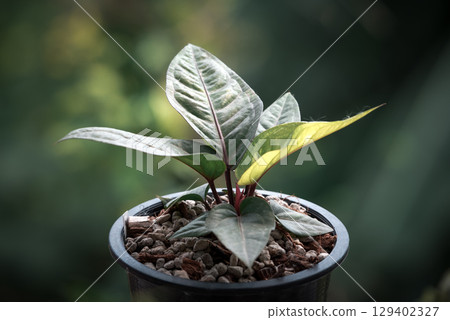 Greenery background nature plant leaf (Anthurium) Greenery background nature plant leaf (Anthurium) 129402327
