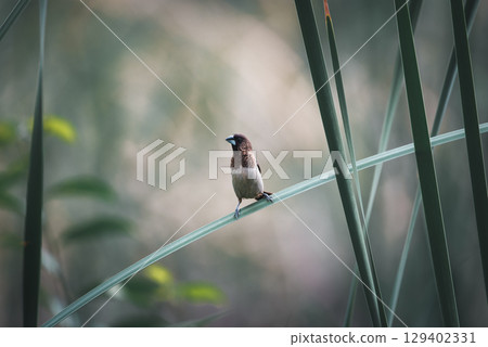 Bird (Scaly-breasted Munia) in a nature wild 129402331