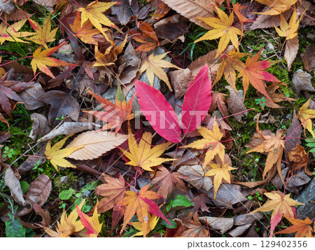 秋天的樹葉,落葉景觀 秋天的樹葉,落葉景觀 129402356