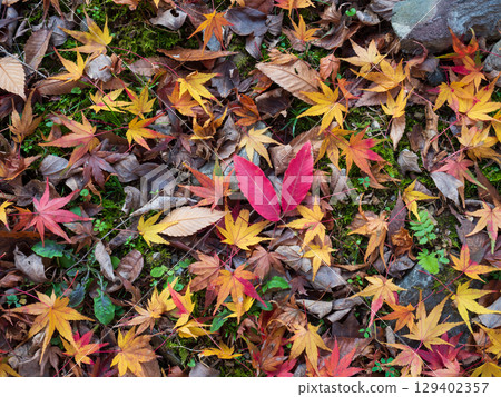 秋葉落葉 129402357
