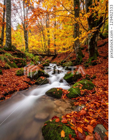清澈的小溪流過被秋葉染成紅色和黃色的森林 129402533